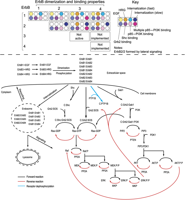 Simplified version of ErbB model network